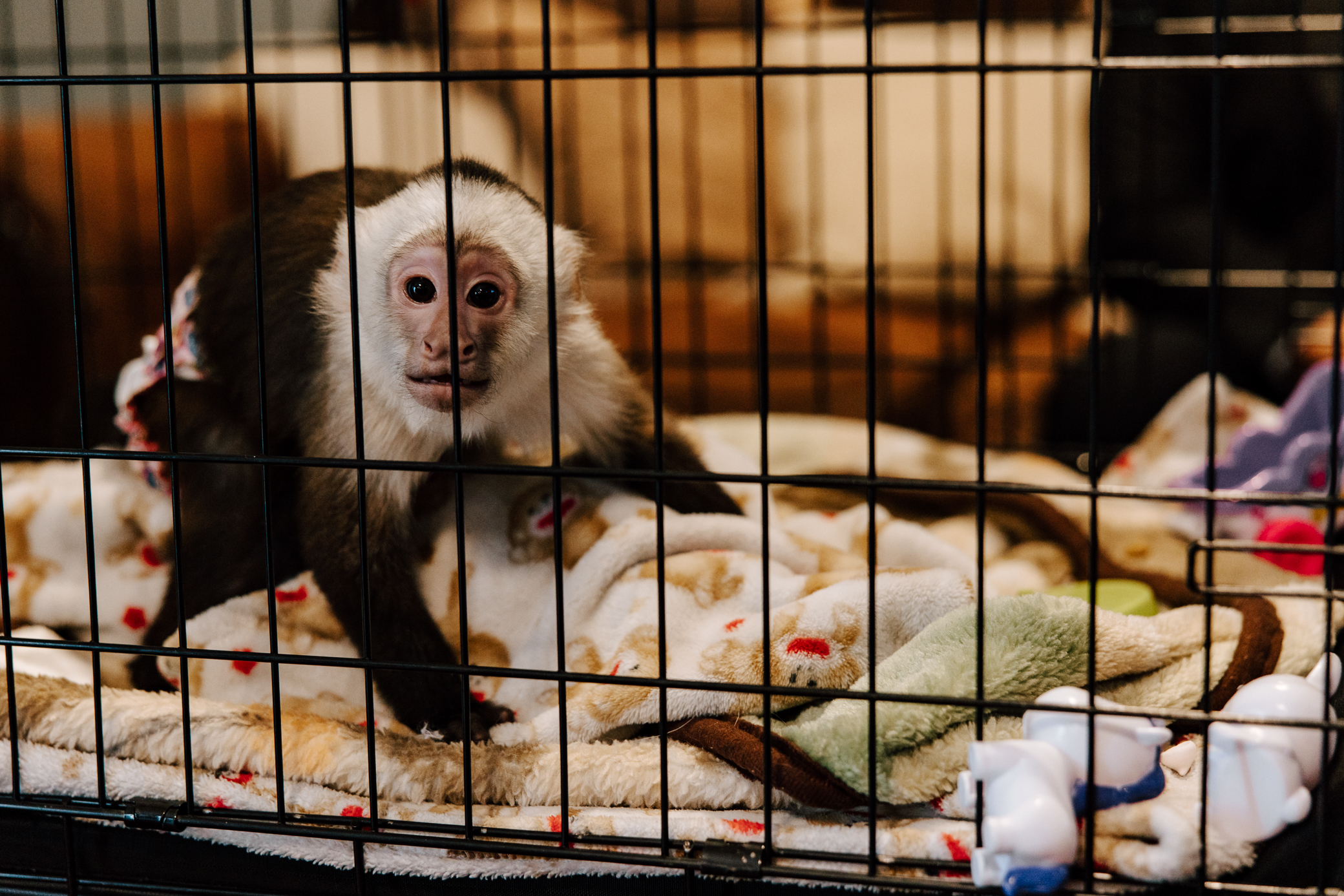 A capuchin monkey peers out from its crate filled with blankets and toys.